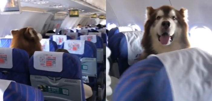 Perrito se vuelve viral tras ser grabado en asiento de avión como un pasajero más