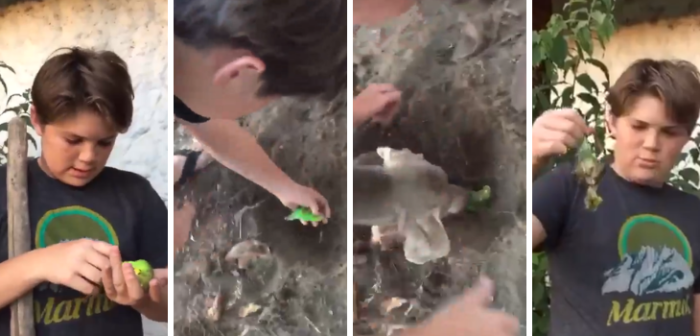 La astucia siempre presente: abogado inscribió marca Chimuelo para comercializar productos