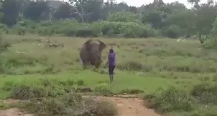 Captan el impactante momento en que un elefante aplasta a hombre en Sri Lanka: lo quería hipnotizar