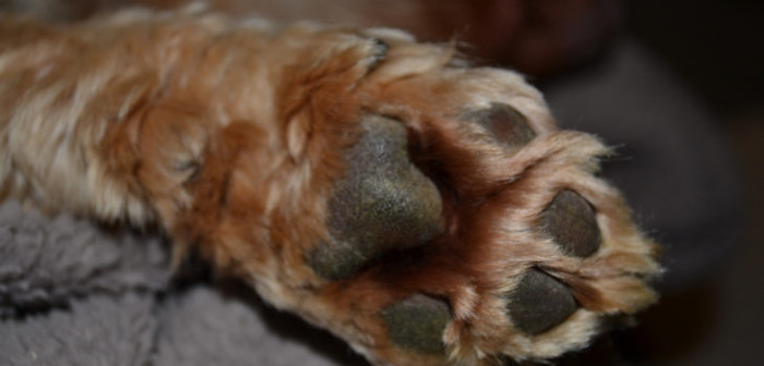 Vecinos de Temuco denuncian horrible matanza de perros callejeros: habitantes se habrían organizado