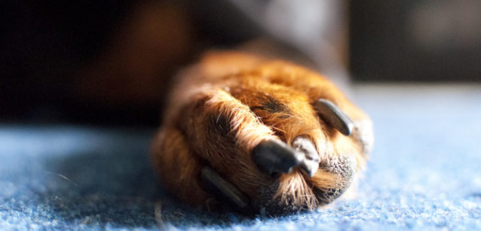 Perrita murió tras cerca de 6 horas encerrada en auto: hombre que trató de salvarla terminó detenido