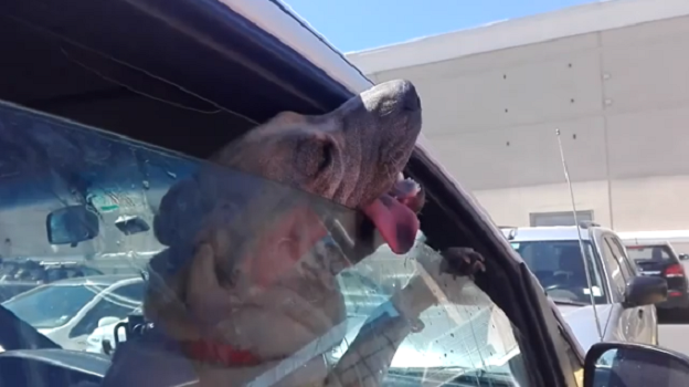 Perrito fue dejado al interior de camioneta con 37° en Rancagua: transeúntes lo sacaron