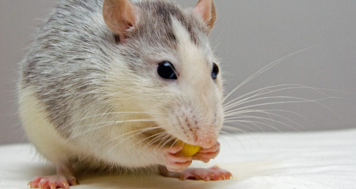 ¿Por qué las mujeres viven más?: científicos deciden cambiar sexo de ratones para averiguarlo