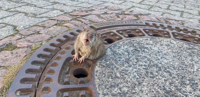 La historia tras el rescate de una rata que quedó atrapada en una alcantarilla por su sobrepeso