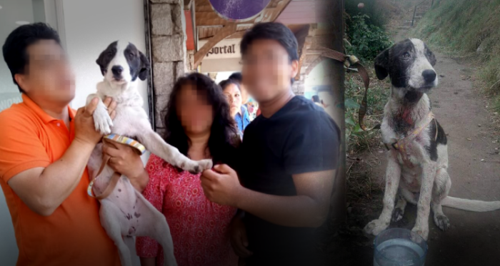 Maltrato animal: denuncian que familia adoptó a una perrita y luego la abandonó por estar enferma