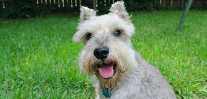 Hombre entregó un paquete de Amazon en una casa y se llevó al perro: lo pillaron gracias a una app