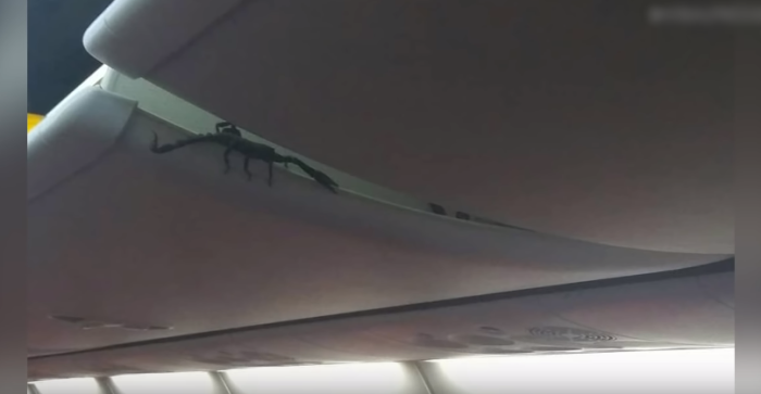 Pánico en pleno viaje: pasajeros captan aterrador momento en que escorpión se pasea en el avión