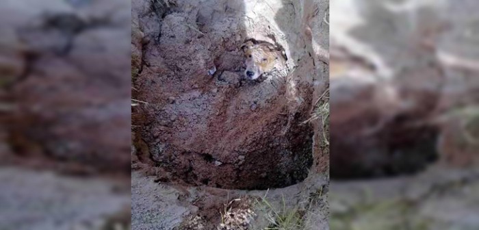Horrible caso de maltrato animal: dueño entierra viva a su perra discapacitada por ser un 