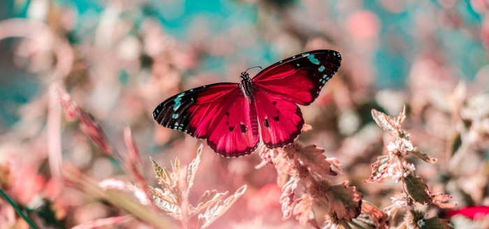 No sabía lo que era sentirse enamorada y decidió comerse 15 mariposas: terminó en el hospital