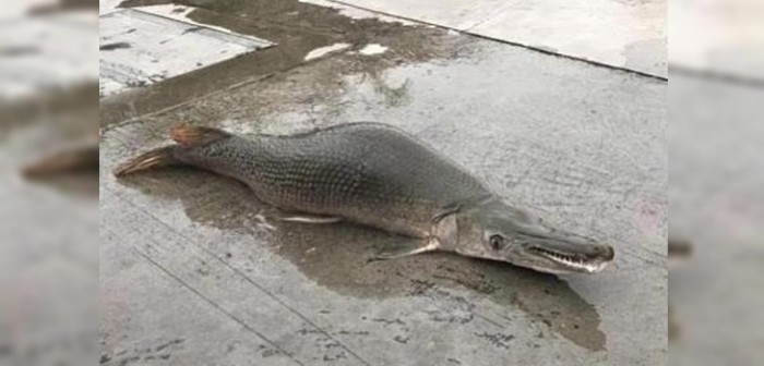 Extraña criatura marina genera pánico en China: es una mezcla de tortuga, pez y serpiente