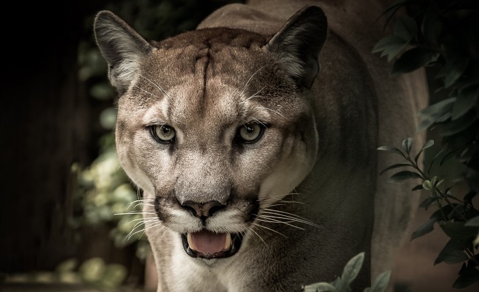 Extrema medida: corredor que fue atacado por un puma estranguló al animal para poder salvarse