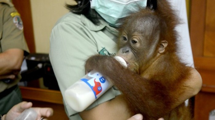 Sorprenden a turista ruso que intentó subir al avión con un orangután: lo sedó con antialérgicos