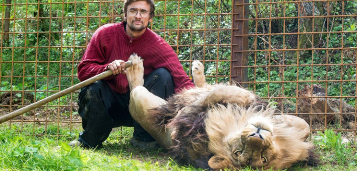 Hombre que criaba leones fue devorado por los felinos: el final para ellos fue igual de trágico