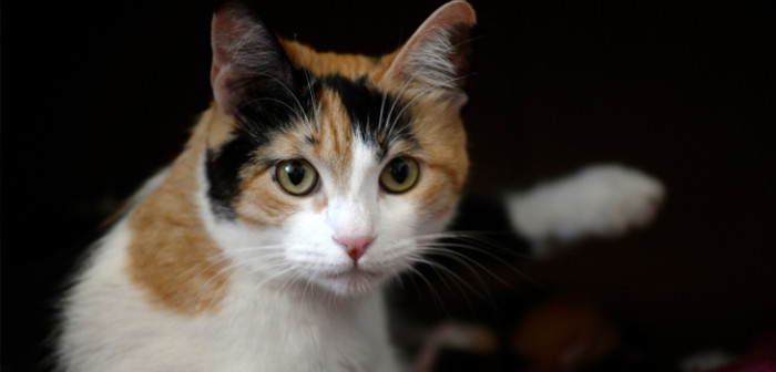 Gatos influencers: los mininos chilenos más famosos de Instagram