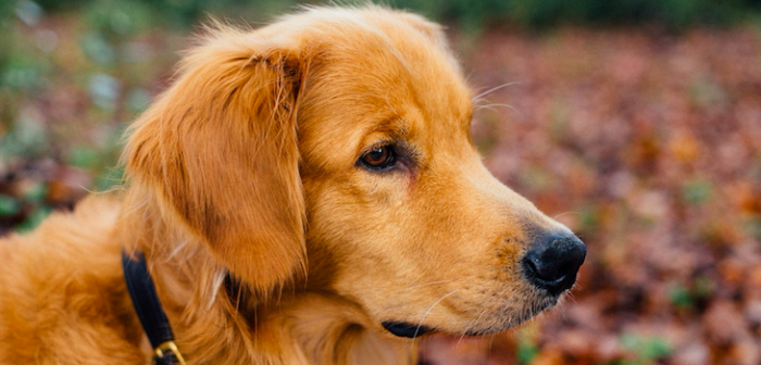 ¿Maltrato animal? Mujer quiso hacer más adorable a su perro y le pintó cejas con tinte para cabello