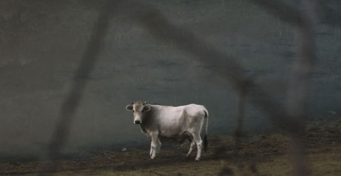 ¿Regresó el Chupacabras? Campesinos de Honduras atemorizados tras hallar vacas muertas y sin lengua