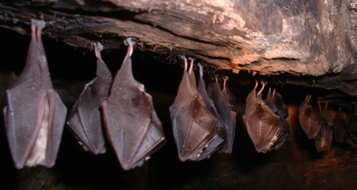 Hallazgo de colonia de murciélagos alerta a Valdivia: se detectaron 5 casos de rabia en la región