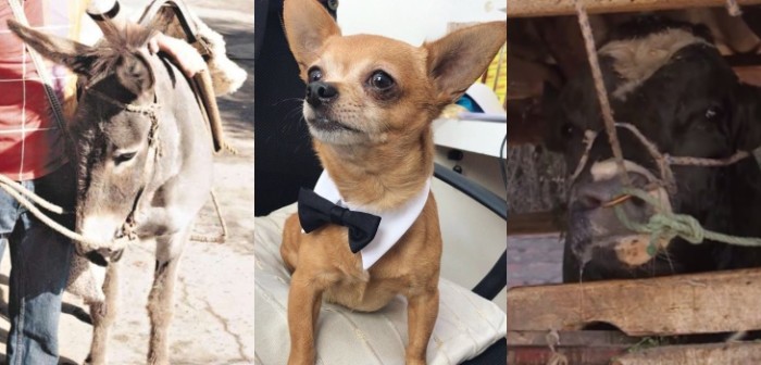 ¿Los recuerdas? 7 animales “actores” que ganaron gran protagonismo en teleseries nacionales