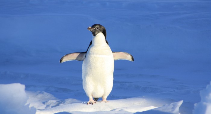 Rarísimo caso: presentan a sorprendente pingüino albino en zoológico de Polonia