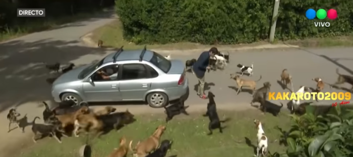 Tragicómico despacho: periodista argentino es 'atacado' por una jauría de 100 perros en vivo
