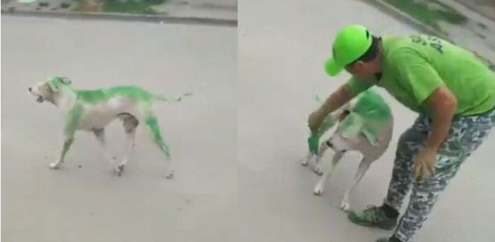 Maltrato animal en Argentina: pintan a perro de color verde en 'apoyo' a una candidatura política