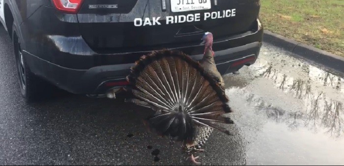 Pavo furioso fue acusado de 