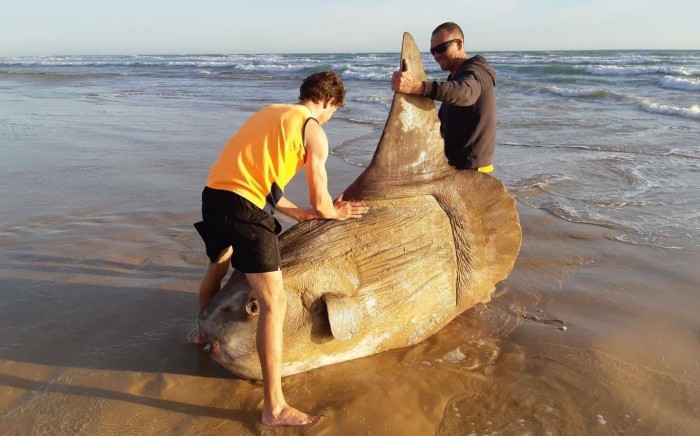 Muchos pensaron que era una escultura: impacto por aparición de monstruoso pez de casi 2 metros