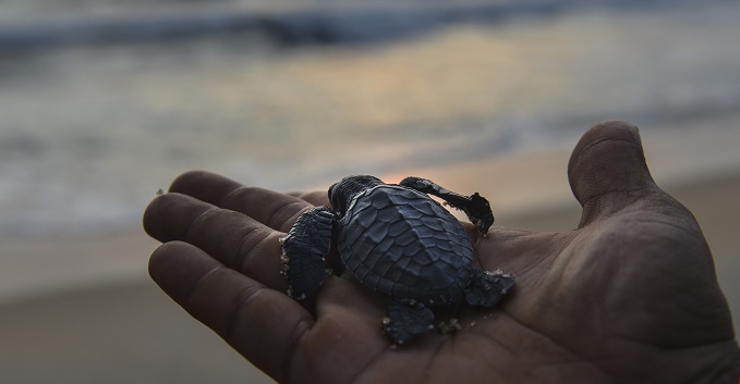¿Uñas de tortuga? Beauty blogger se refirió a la particular tendencia de manicure que está de moda