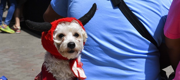 Descubren que perros portarían virus peligroso para los humanos: experto ahonda en el hallazgo