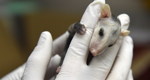 Pocas veces se deja ver: hallan marsupial viviendo dentro de una botella de vino en Quilpué