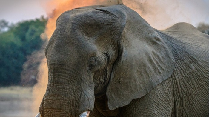 Cazador murió aplastado por un elefante en Sudáfrica: cuerpo terminó siendo devorado por leones