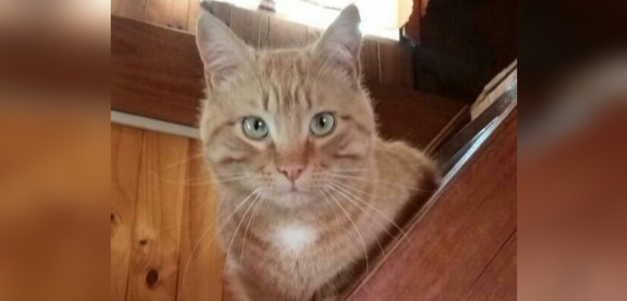 Caso de gatito que fue asfixiado con un alambre de púas consterna a Calbuco: buscan al responsable