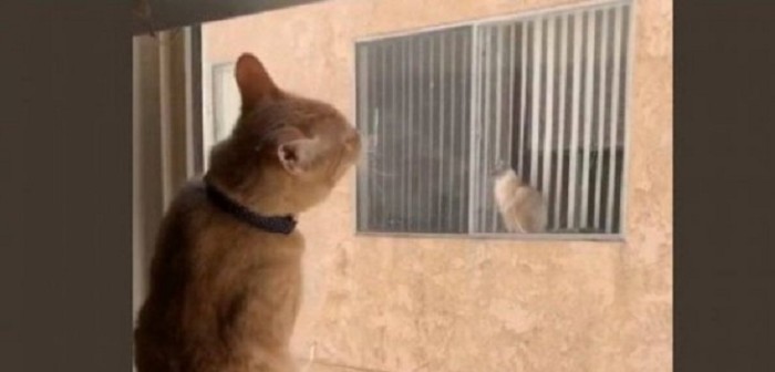 Pura ternura: la romántica historia de amor a distancia de dos gatos que se hizo viral