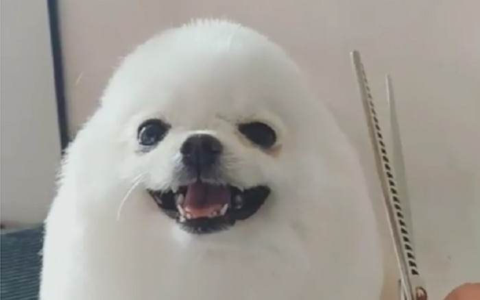 PomPom, el tierno perrito que causa furor en redes sociales por parecer un huevo