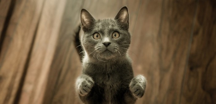 Gato que golpea a la puerta para que le abran a las seis de la mañana es furor en redes sociales