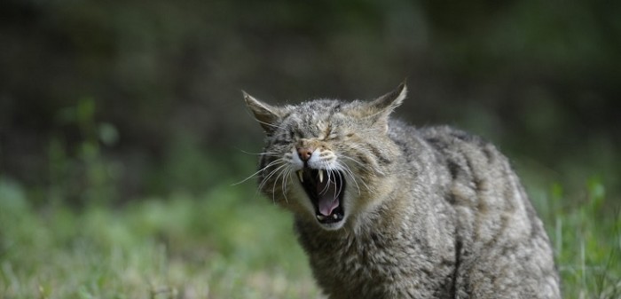 Polémica en Australia: Gobierno quiere eliminar a más de dos millones de gatos salvajes con veneno