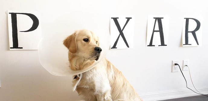 Perrito disfrazado causa furor con sus divertidas y originales versiones del 