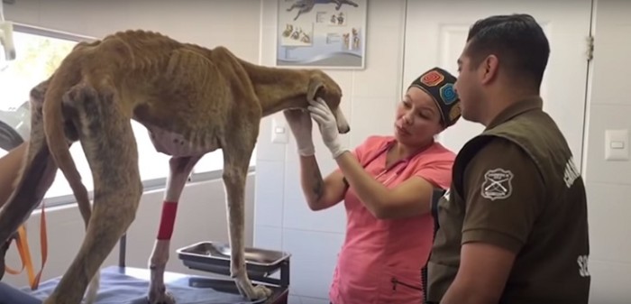 Indignante caso de maltrato animal en Casablanca: perro estaba encadenado y no comía hace meses