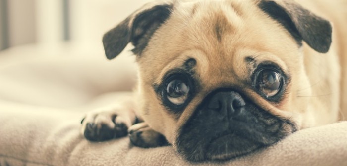 De Luna a Turboman: los nombres más usados por los chilenos a la hora de bautizar sus mascotas