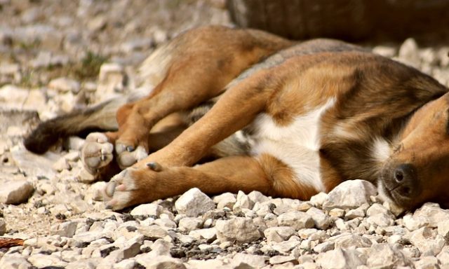 Investigan brutal caso de maltrato a perro ícono de campaña animalista: fue golpeado y ahorcado