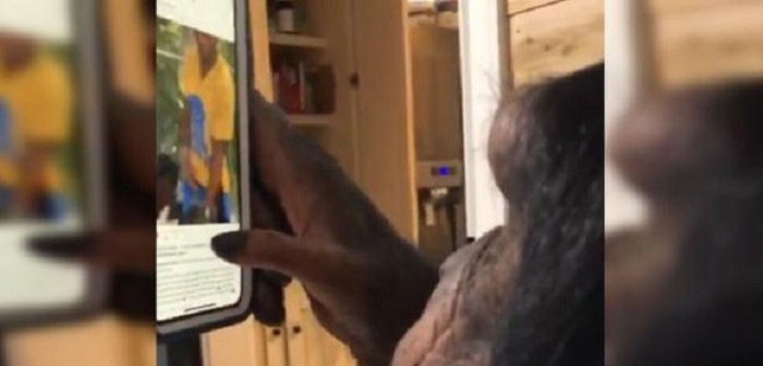 Chimpancé que usa Instagram dejó con la boca abierta a usuarios por su destreza con el celular