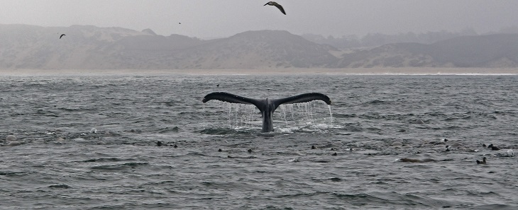 Increíble imagen: pescadores de California impactados con aparición de ballena gigante