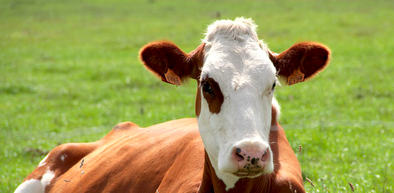 Insólito registro: graban a hombre paseando a una vaca en su moto