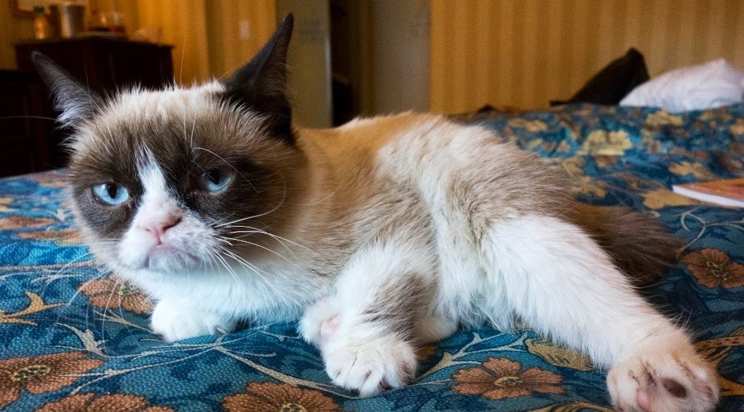 El Internet está de luto: murió Grumpy Cat, la gata más famosa del mundo