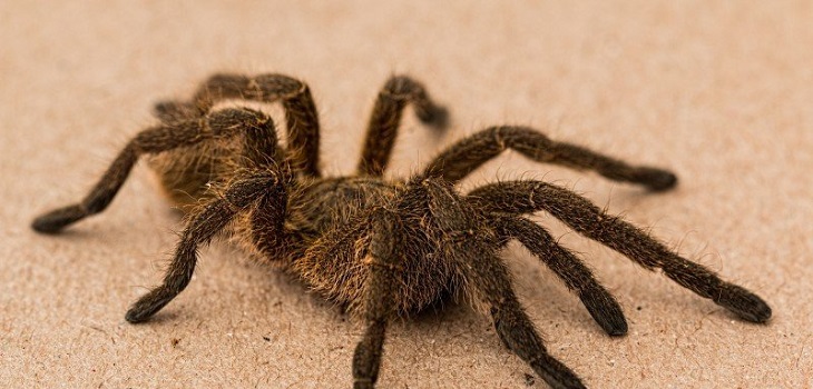 Hombre compró tarántula para dejar de recibir visitas de su suegra aracnofóbica