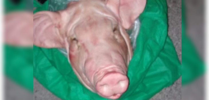 Vecina que se opone a locales nocturnos en Vitacura recibió particular regalo: una cabeza de chancho