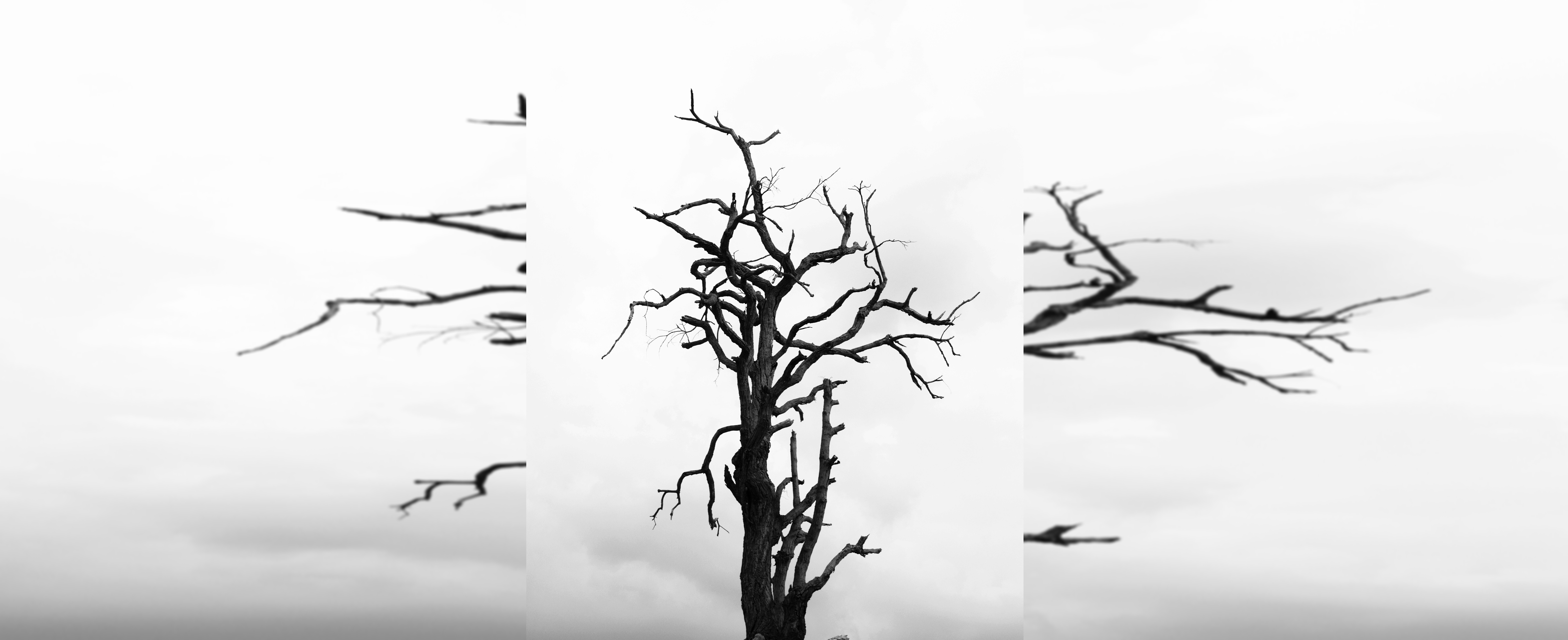 Un doloroso paseo: rama de casi 10 metros cayó sobre mujer y le provocó fractura de cráneo y columna