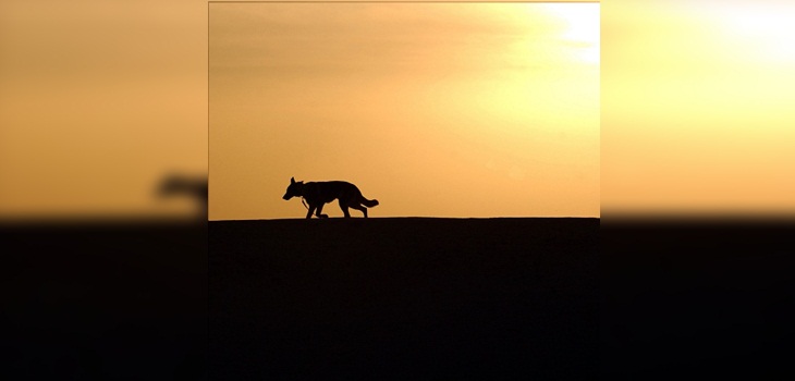 Menor de 12 años fue atacado por perro akita en Quilpué: terminó con una fractura expuesta