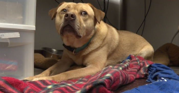 Perrito se convirtió en el 'ladrón' de un refugio por una emotiva razón: no quiere estar solo