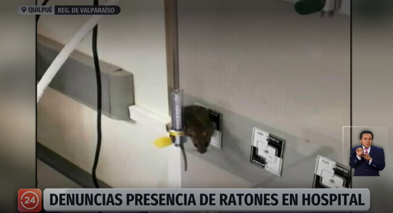 raton en hospital de quilpue